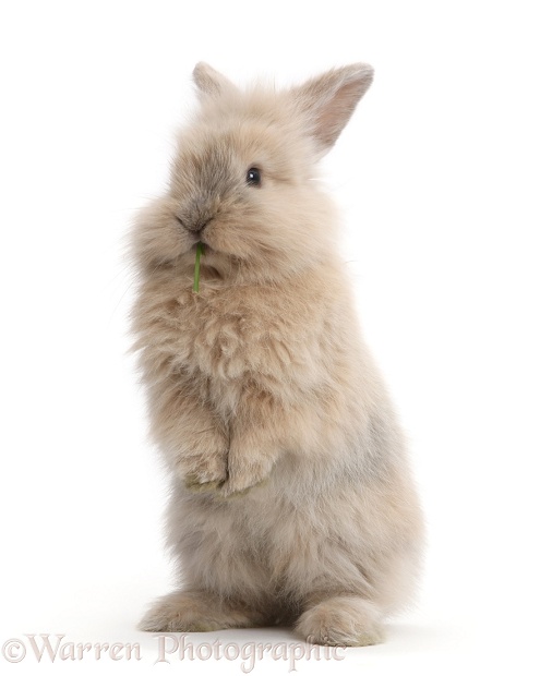 Young rabbit standing up, white background