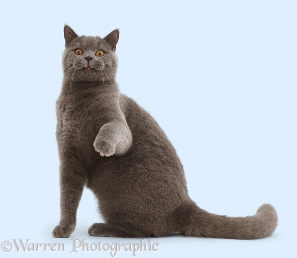Blue British Shorthair cat sitting and pointing paw, white background
