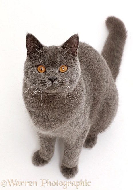 Blue British Shorthair cat sitting looking up, white background