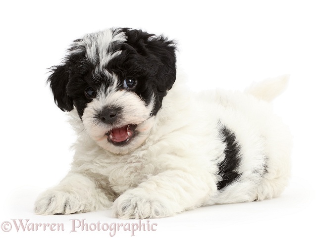 Playful black-and-white Cavapoo puppy, white background