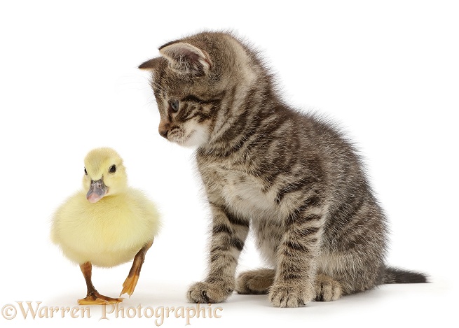 Tabby kitten looking at yellow duckling, white background