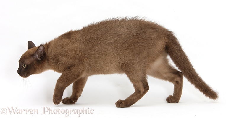 Young Burmese cat looking defensive and stalking away, white background