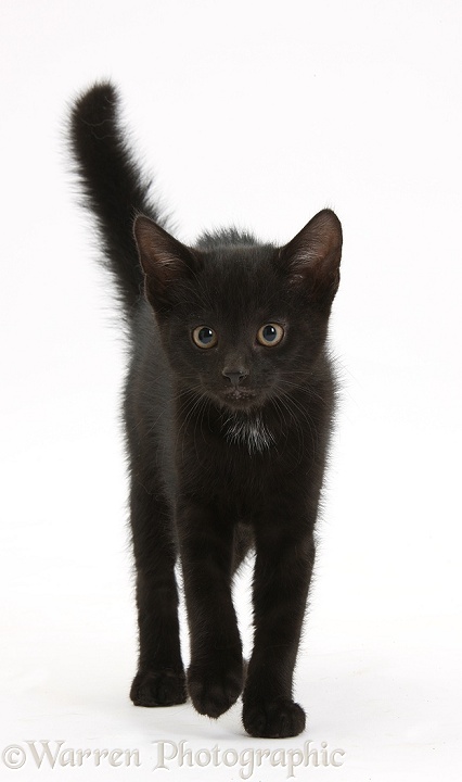 Black kitten Buxie, 10 weeks old, in defensive witch's cat display, white background