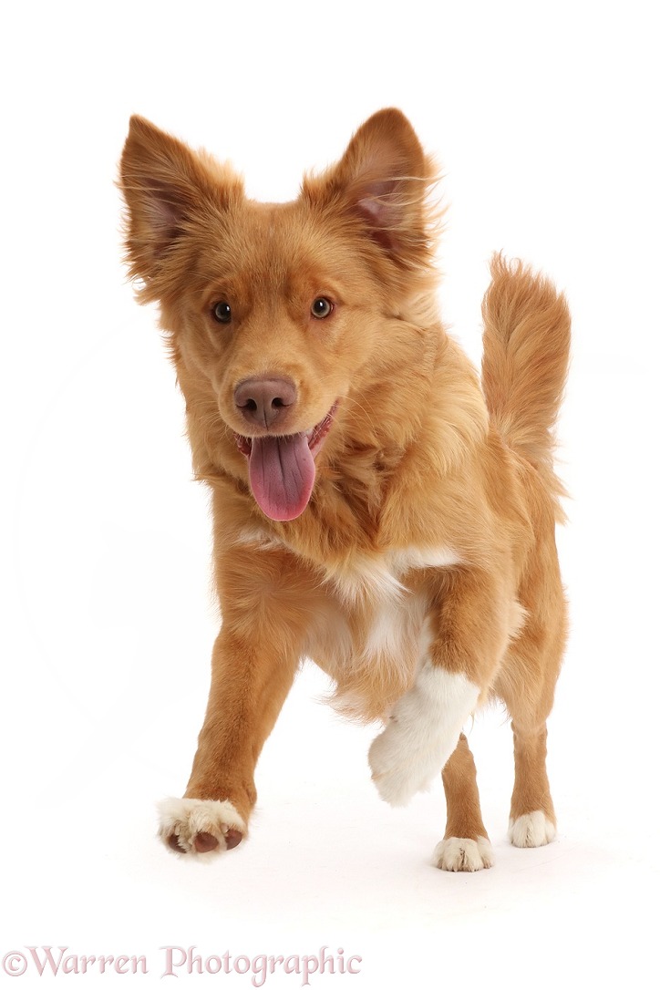 Nova Scotia Duck Tolling Retriever dog, 6 months old, leaping forward, white background