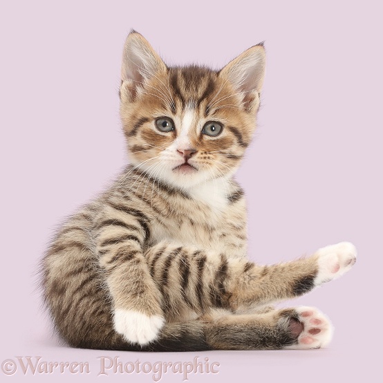 Tabby kitten lounging, white background