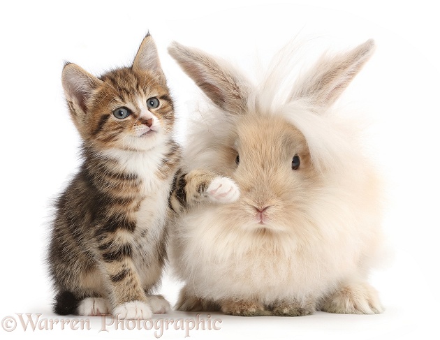 Tabby kitten with fluffy bunny, white background