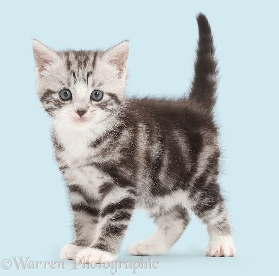 Silver tabby kitten, 4 weeks old, standing, white background
