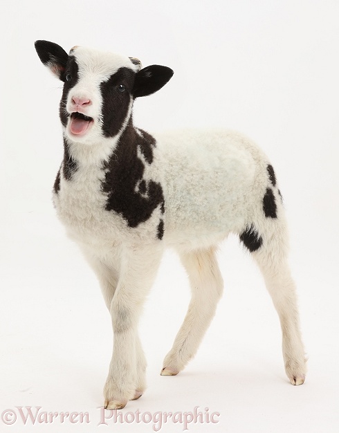Jacob sheep lamb bleating, white background