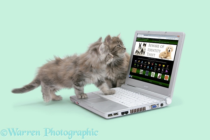 Maine Coon kittens playing with a laptop computer, white background