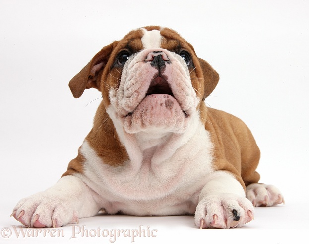 Bulldog puppy lying with head up, mouth open, white background