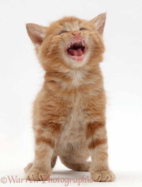Ginger kitten looking up and meowing, white background