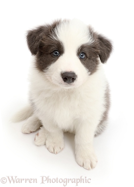 Blue-and-white Border Collie puppy sitting looking up, white background