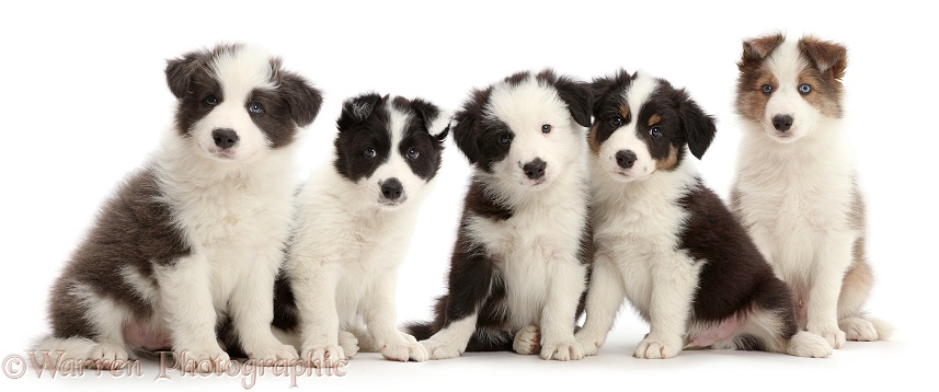 Four Border Collie puppies sitting in a row, white background