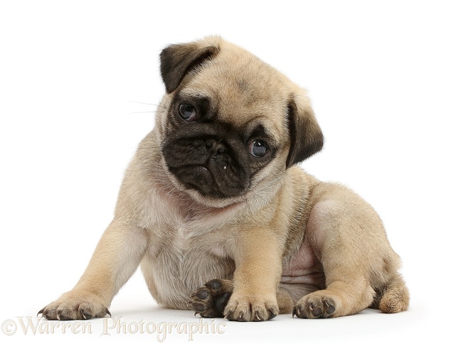 Pug puppy lounging, white background