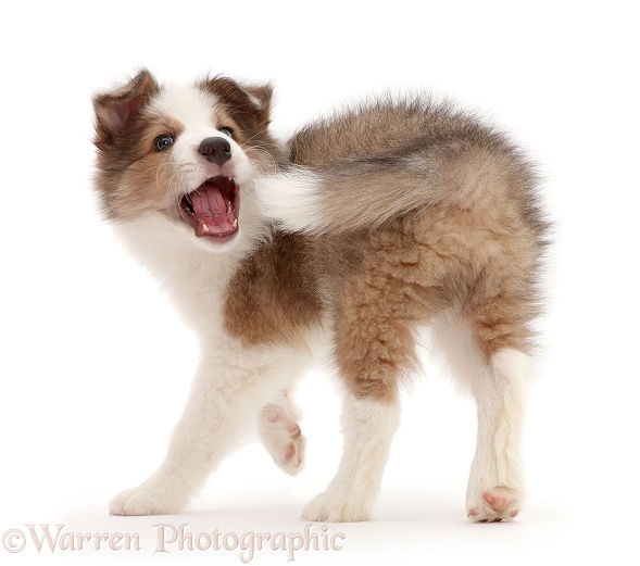 Sable-and-white Border Collie puppy, 8 weeks old, chasing his tail, white background