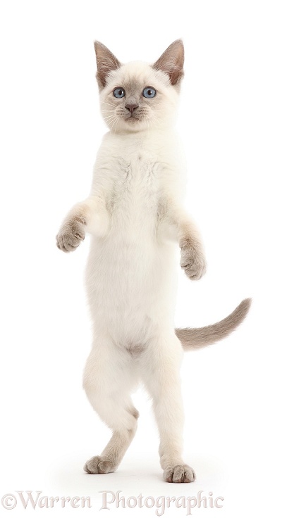 Playful Blue-point kitten standing up, white background