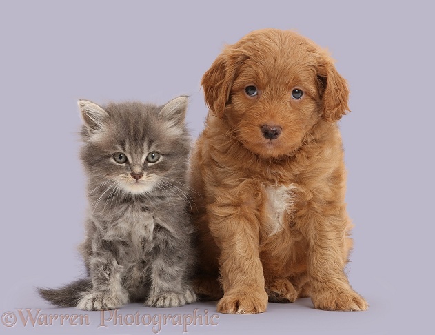 Tabby Persian-cross kitten and F1B Toy Goldendoodle puppy, both 7 weeks old, white background