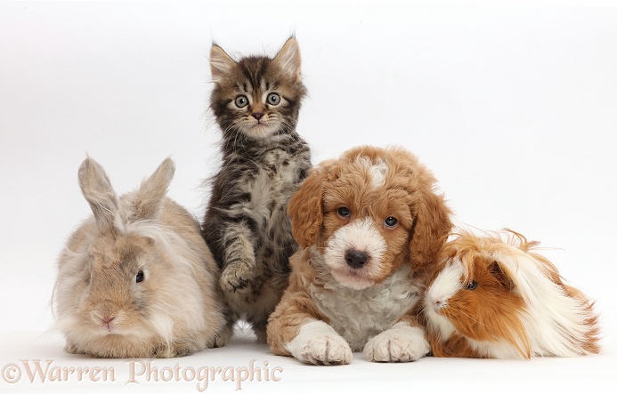 Tabby kitten, Goldendoodle puppy, bunny and Guinea pig, white background