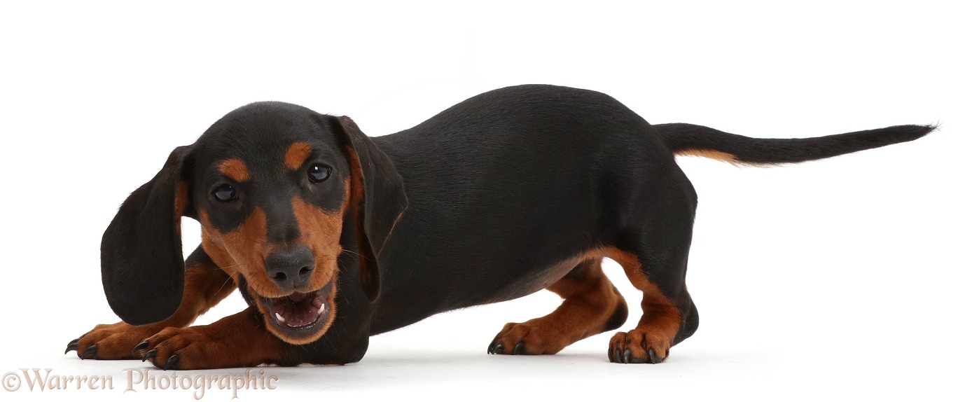 Playful black-and-tan Dachshund pup, white background