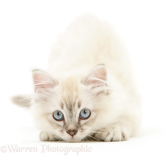 Birman-cross kitten crouched and ready to pounce, white background