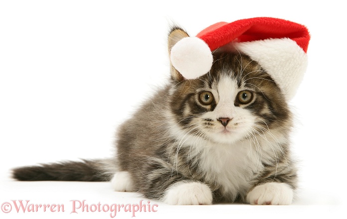 Maine Coon kitten, 8 weeks old, wearing a Santa hat, white background