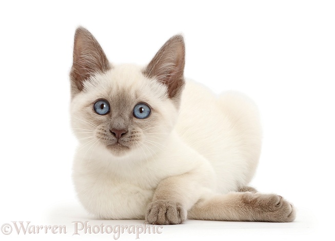 Blue-point kitten, white background