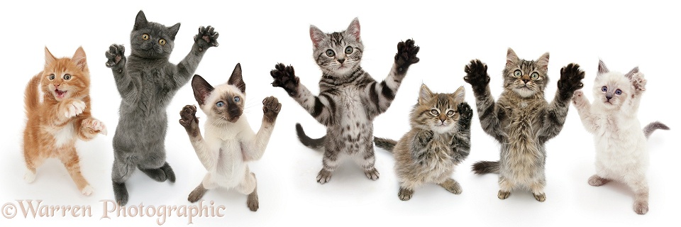 Cats reaching up and grasping, white background