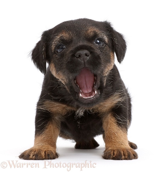 Border Terrier puppy, 5 weeks old, playfully snapping, white background