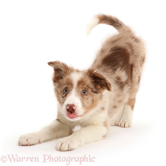 Playful Red merle Border Collie puppy in play-bow, white background