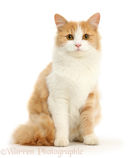 Ginger-and-white Siberian cat, 1 year old, sitting, white background