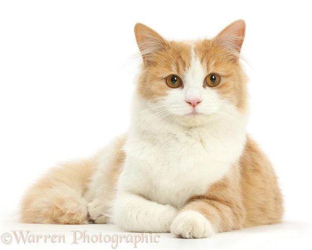 Ginger-and-white Siberian cat lying with head up, white background