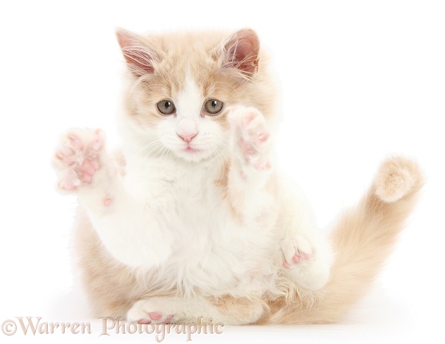 Ginger-and-white Siberian kitten, 16 weeks old, playfully pouncing after grooming, white background