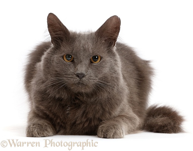 Shaggy grey cat, white background