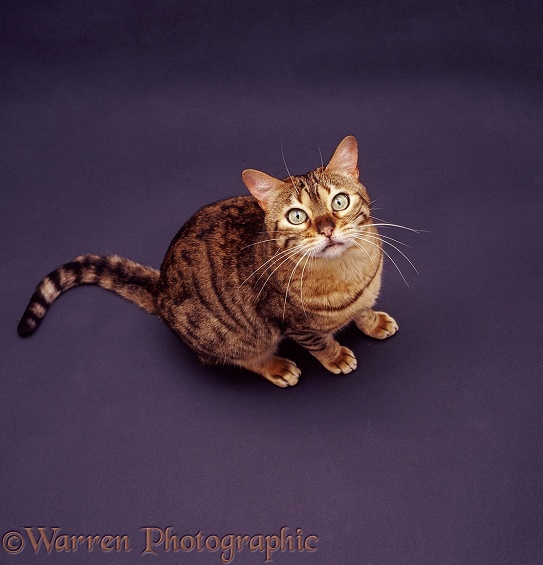 Female brown spotted Bengal cat, Rasha, viewed from above