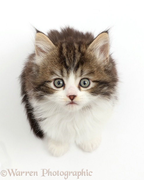 Fluffy tabby-and-white kitten looking up, white background