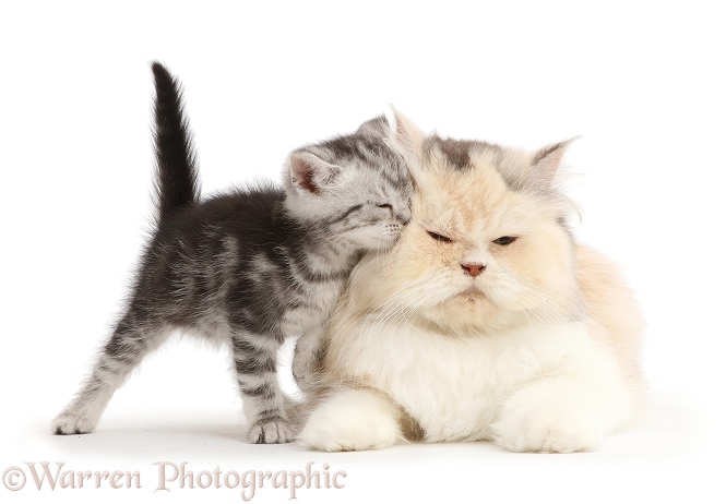 Silver tabby kitten rubbing against her Persian mother, white background