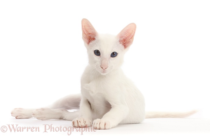 White Oriental kitten, white background