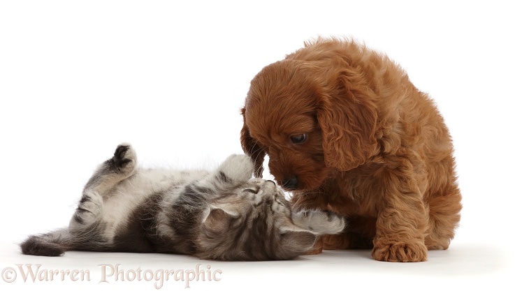 Cavapoo puppy and silver tabby kitten, Freya, 5 weeks old, white background