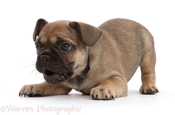French Bulldog puppy, 6 weeks old, in play-bow, white background