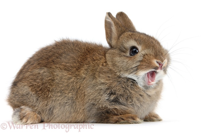 Baby agouti rabbit, yawning, white background