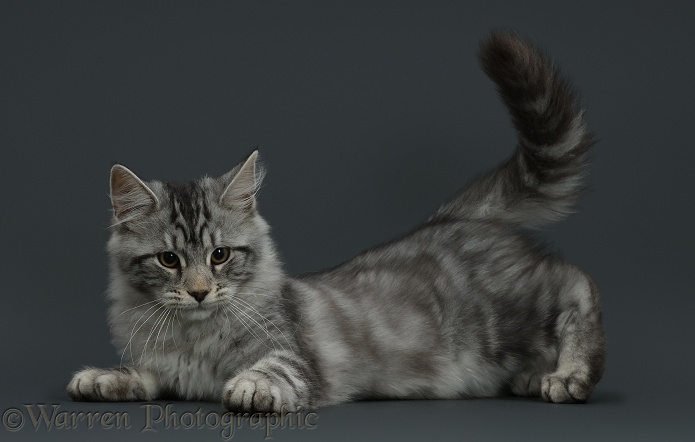 Silver tabby kitten, Blaze, 3 months old, lying, after a frisky pounce. Dark grey background
