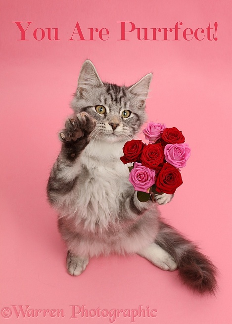 Silver tabby kitten, Blaze, 3 months old, with a bunch of flowers on pink background