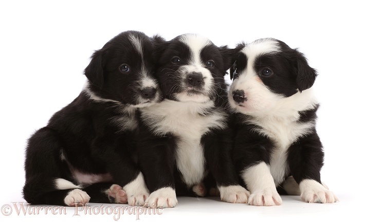 Three black-and-white Border Collie puppies, sitting, white background