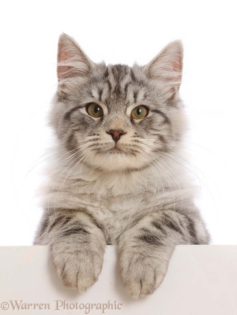 Silver tabby kitten, Blaze, 4 months old, with paws over, white background