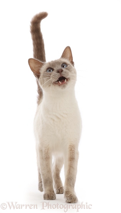Blue-point Birman-cross cat, walking and meowing, white background