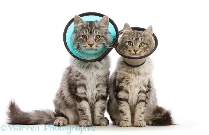 Silver tabby cats, Freya and Blaze, 5 months old, wearing Elizabethan wound healing cone collar, after neuter operations, white background