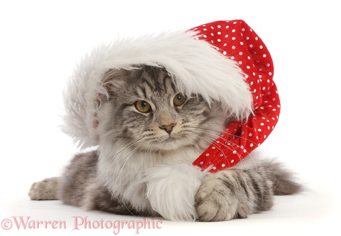 Silver tabby cat, Blaze, 5 months old, wearing a Father Christmas hat, white background