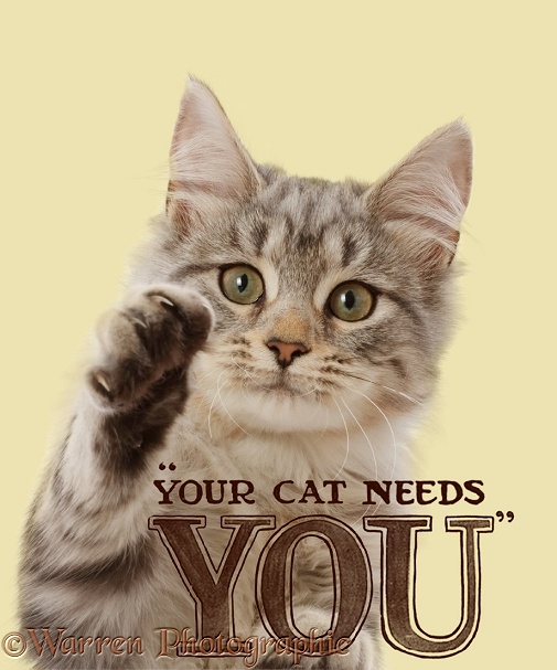Silver tabby cat Freya, 4 months old, in Your Cat Needs You poster, white background