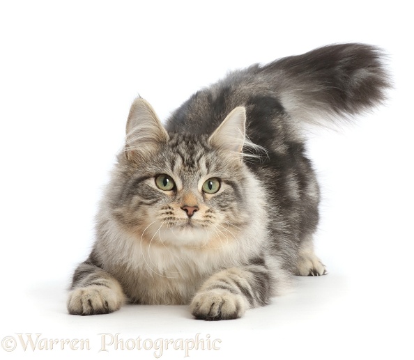 Silver tabby cat, Freya, 5 months old, in a play-bow position, white background
