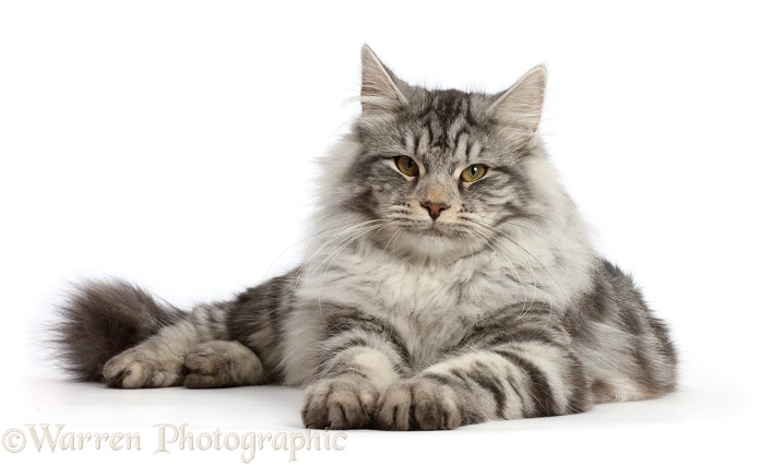 Silver tabby cat, Blaze, 5 months old, lying with head up, white background
